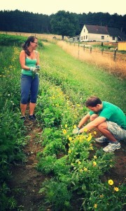 Meine Frau und ich am Feld unserer Solidarischen Landwirtschaft beim Mithilfetag. Da lernst du dein Gemüse so richtig schätzen! (Foto: Sepplashof)