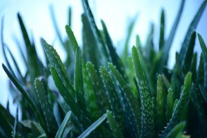 Perfekt für die Haut: Aloe Vera.