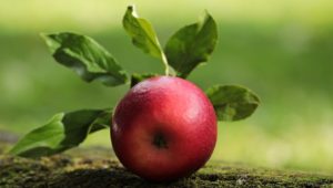 Schon die Oma wusste: Ein Apfel ist gesund. Außerdem hilft er auch bei der Körperfettverbrennung.