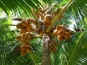 Kokosblütenzucker wird aus dem Nektar der Kokospalme hergestellt. Schneidet man die Blütenknospe der Kokospalme an, tritt dort ein Saft aus, welcher als Kokosnektar bezeichnet wird.