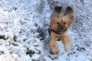 Sport mit Hund macht Spaß!