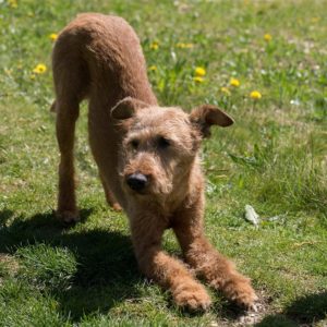 Beim Doga wird Sport mit Hund und Yoga verbunden.