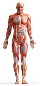 Körperfettmessung mit Caliper nach der 3-Falten-Methode bei Männern (Bild: Fotolia.com - Adimas)
