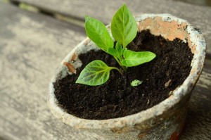 Lass die zarte Pflanze des Optimismus gedeihen und gieße sie regelmäßig mit meinen Tipps, dann hast du schon bald einen fest verwurzelten Baum.