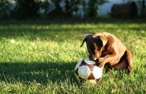 Die meisten Hunde lieben Bälle - achte darauf, dass sich dein Hund damit nicht verletzen kann.