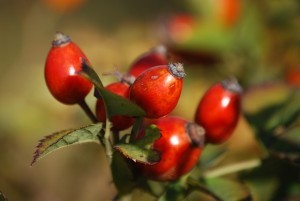 Die Hagebutte ist extrem reich an Vitamin C!