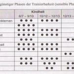 Das Modell der sensiblen Phasen nach Martin (1999)