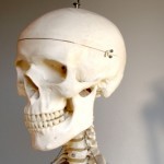Skelett (Schädel) - Bildrechte: Rainer Sturm / pixelio.de