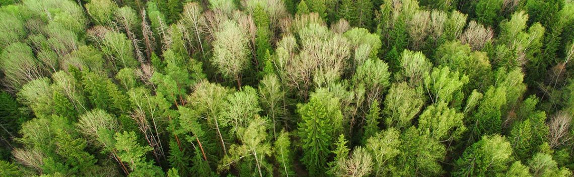 Du siehst den Wald vor lauter Bäumen nicht mehr? Keine Angst, in diesem Kapitel fasse ich dir deinen Weg zu mehr Muskeln nochmal zusammen.