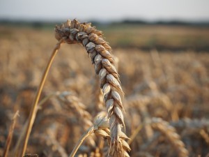 Der Weizen: Zurecht verteufelt oder missverstanden? Was denkst du?