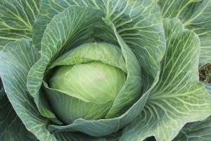 Sauerkraut wird aus Weißkohl durch Fermentation hergestellt.